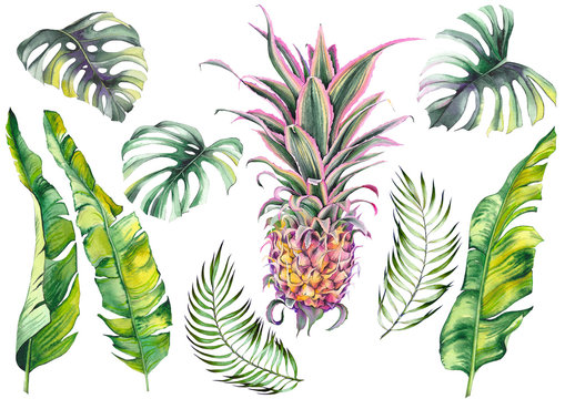 Tropical set with a pink pineapple, banana leaves and monstera leaves. Watercolor on white background. Isolated elements for design.