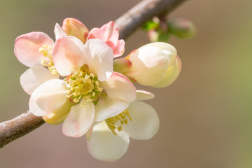 Chaenomeles versicolor 'Lutescens'
