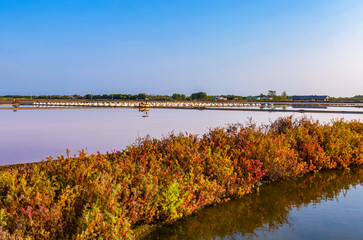 Salt industry in the morning light at Phetchaburi Province,Thailand