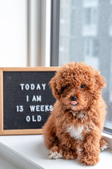 13 weeks old toy poodle puppy