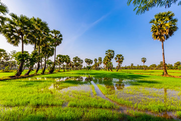 Rice fields and sugar palm trees on the sunny day