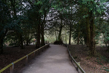 Obraz premium Pah in the Forest