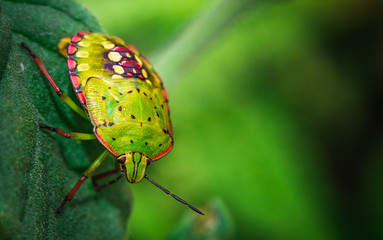 close view of insect on plant leaf and natural green background