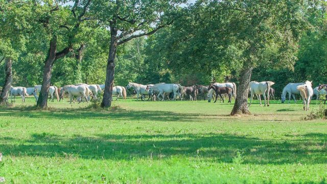 We can see beautiful horses on the stud farm in Lipica. The day is nice and sunny and nature is gorgeous and green.
