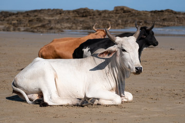 Obraz premium Nguni cows at Second Beach, at Port St Johns on the wild coast in Transkei, South Africa.