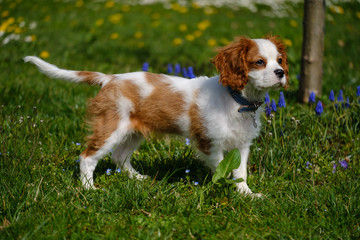 Blenheim Cavalier King Charles spaniel puppy in the grass