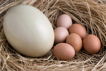 Ostrich egg and chicken eggs on straw.