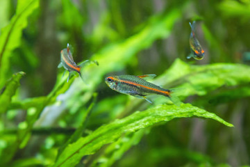Pack aquarium fish hemigrammus erythrozonus, gracilis.