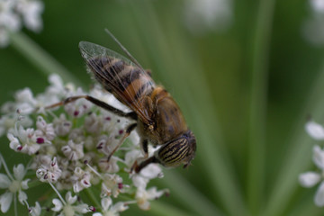 Tiger Fly