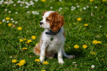 Blenheim Cavalier King Charles spaniel puppy in the grass