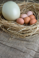 Ostrich egg and chicken eggs on straw.