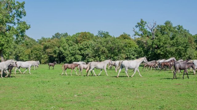 All the horses are running towards something. They are out in an open space. Stud farm Lipica.