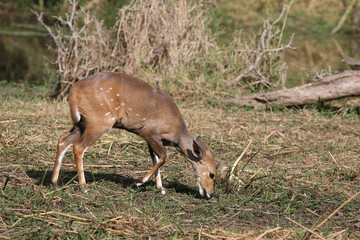 Buschbock / Bushbuck / Tregelaphus scriptus