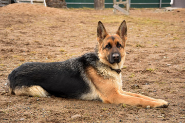German shepherd guarding the house and the plot.