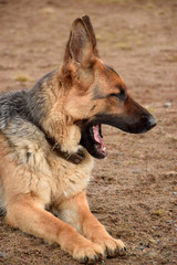 German shepherd guarding the house and the plot.