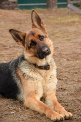 German shepherd guarding the house and the plot.