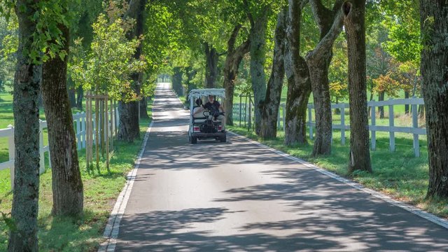 A couple of people are driving in a small car on a tree-lined road. The day is nice and sunny in Lipica.