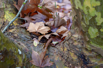 Bosque húmedo mediterráneo