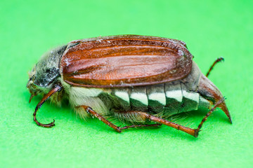 Summer chafer or European june beetle, Amphimallon solstitiale on green background