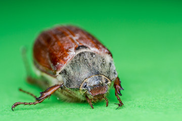 Summer chafer or European june beetle, Amphimallon solstitiale on green background