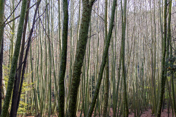 Bosque húmedo mediterráneo