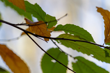 Bosque húmedo mediterráneo