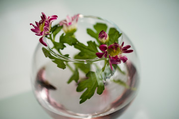 Glass round vase with a few flowers of chrysanthemums and leaves. Blurred image. Selective focus. Copy space.