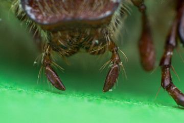 Summer chafer or European june beetle, Amphimallon solstitiale mandible
