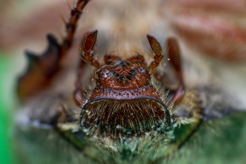 Summer chafer or European june beetle, Amphimallon solstitiale head closeup
