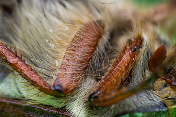 Summer chafer or European june beetle, Amphimallon solstitiale legs