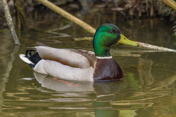 Mallard