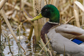 Mallard