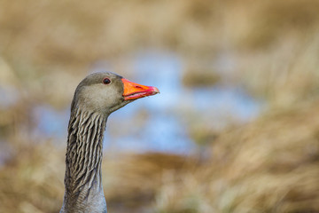 Goose