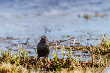 Starling