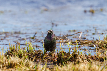 Starling