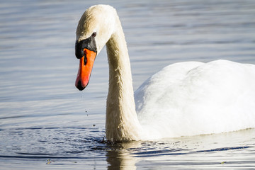 Swan