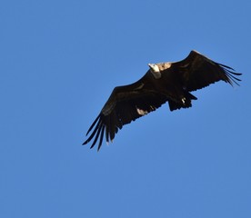 Vautour fauve, Val de Caballeros, Estremadura, Espagne