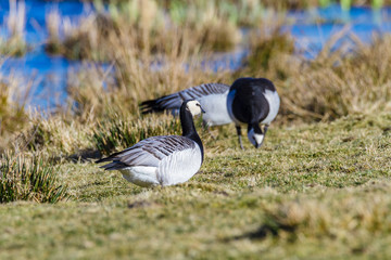 white-headed goose