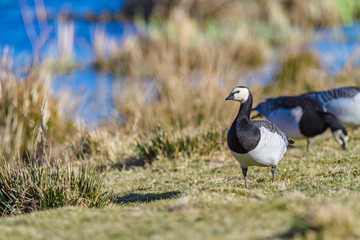 white-headed goose