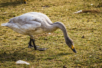 Tundra swan