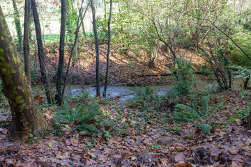 Bosque húmedo mediterráneo