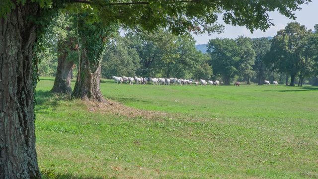 There are many white horses Lipizzaner out on a big pasture. Stud farm Lipica. The day is nice and sunny.