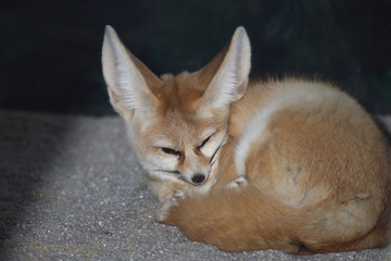 Fototapeta na wymiar Fennek oder Wüstenfuchs / Fennec Fox / Vulpes zerda - Fennecus zerda