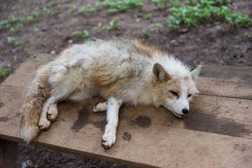 Obraz premium キツネ