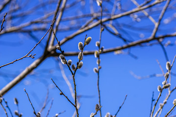 branches of tree with blue sky in background