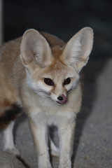 Naklejka premium Fennek oder Wüstenfuchs / Fennec Fox / Vulpes zerda - Fennecus zerda