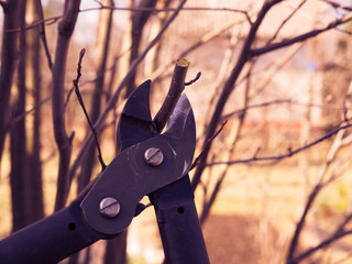 spring pruning of trees
