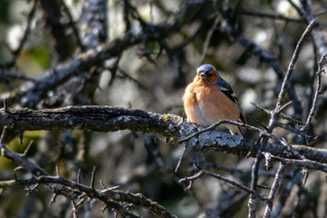 Chaffinch (Fringilla coelebs) wild bird perched on tree branches with spring blossom