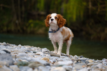 Blenheim Cavalier King Charles spaniel puppy at the river