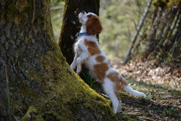 Blenheim Cavalier King Charles spaniel puppy on the tree trunk
